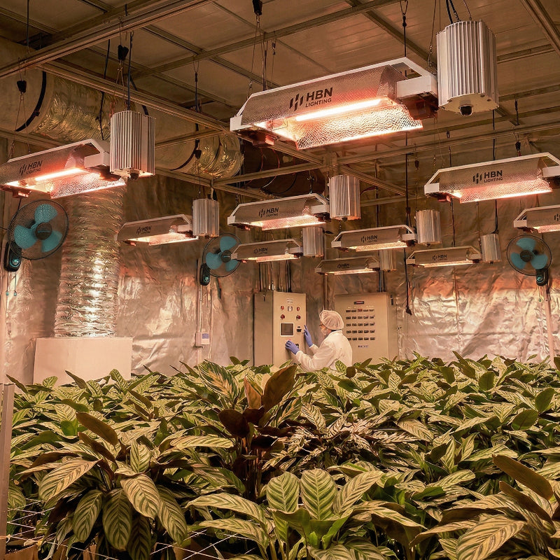 Luminaria HPS 1000W HBN Lighting instalada sobre cultivo indoor en fase de floración