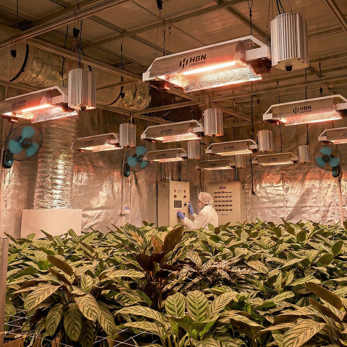 Luminaire HPS 1000W HBN Lighting installé sur culture indoor en phase de floraison