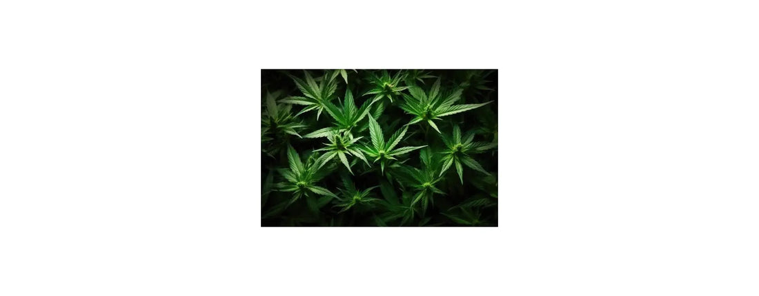 Tipos de fertilizante para marihuana