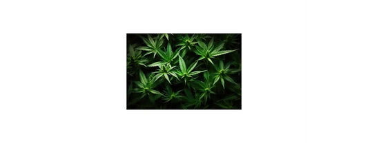 Tipos de fertilizante para marihuana