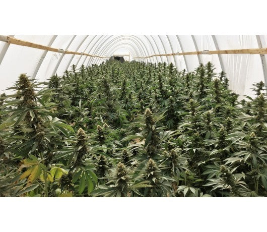 Sistemas Aeropónicos para Marihuana