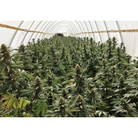 Sistemas Aeropónicos para Marihuana