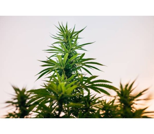 Cuando plantar marihuana: las condiciones perfectas