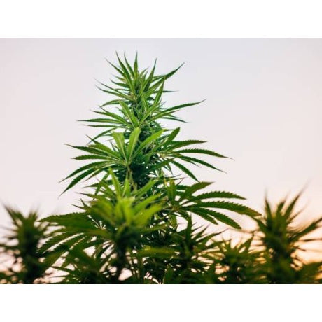 Cuando plantar marihuana: las condiciones perfectas