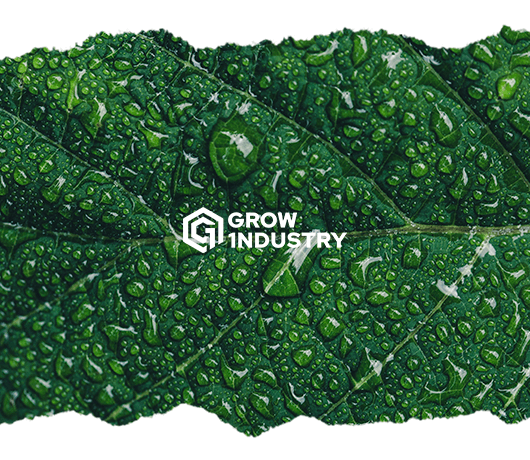 5 claves para regar tus plantas perfectamente - GROW 1NDUSTRY