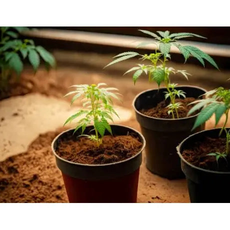 Fertilizantes para Engorde de Cogollos