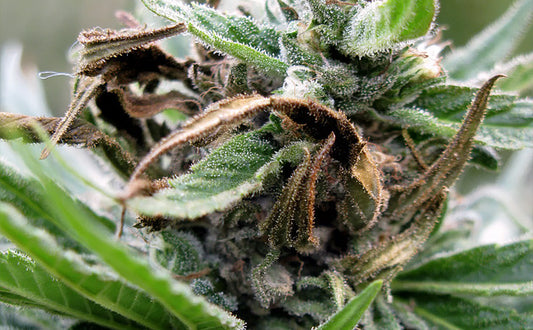 Botrytis en marihuana: ¿Cuál es el tratamiento más eficaz para combatirlo? - GrowTarraco Distribuciones SLU