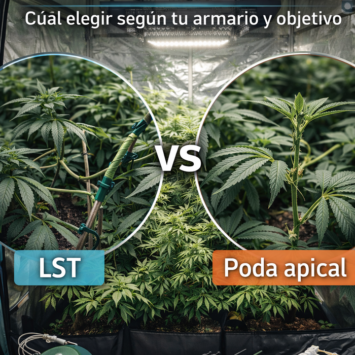 LST vs poda apical en indoor: qué técnica elegir según tu espacio y meta