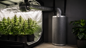 Cómo elegir un filtro de carbono para cultivo indoor por tamaño y duración
