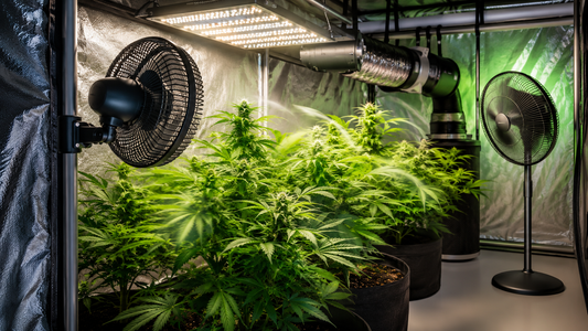Palabra clave principal	ventilador para cultivo indoor