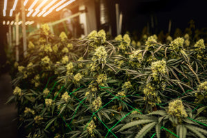 guía de cultivo indoor con led