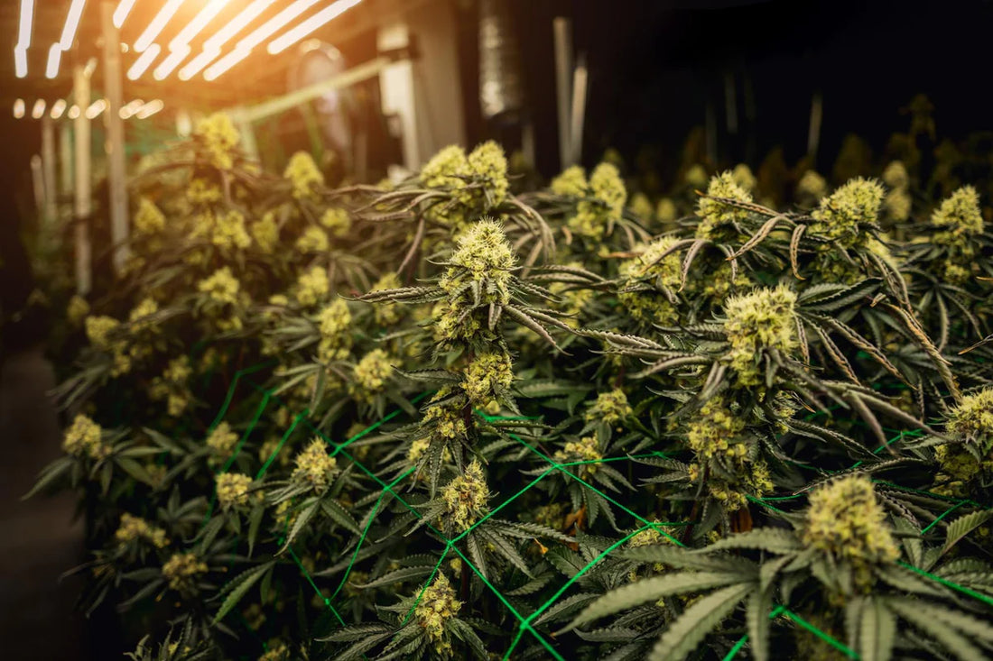 ¿Cuántas plantas se ponen por foco?
