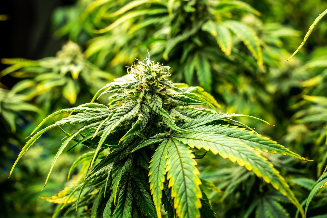 planta de marihuana
