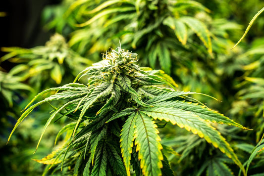 planta de marihuana