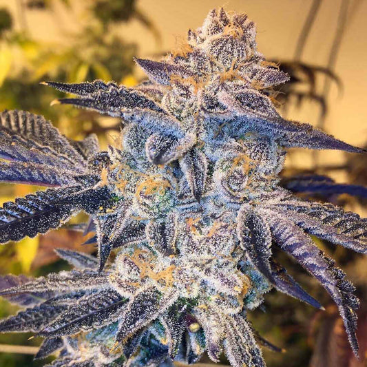 Girl Scout Cookies: todo sobre esta variedad dulce y equilibrada
