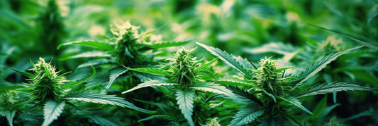 Cuándo y cómo hacer el lavado de raíces en Marihuana - GrowTarraco Distribuciones SLU