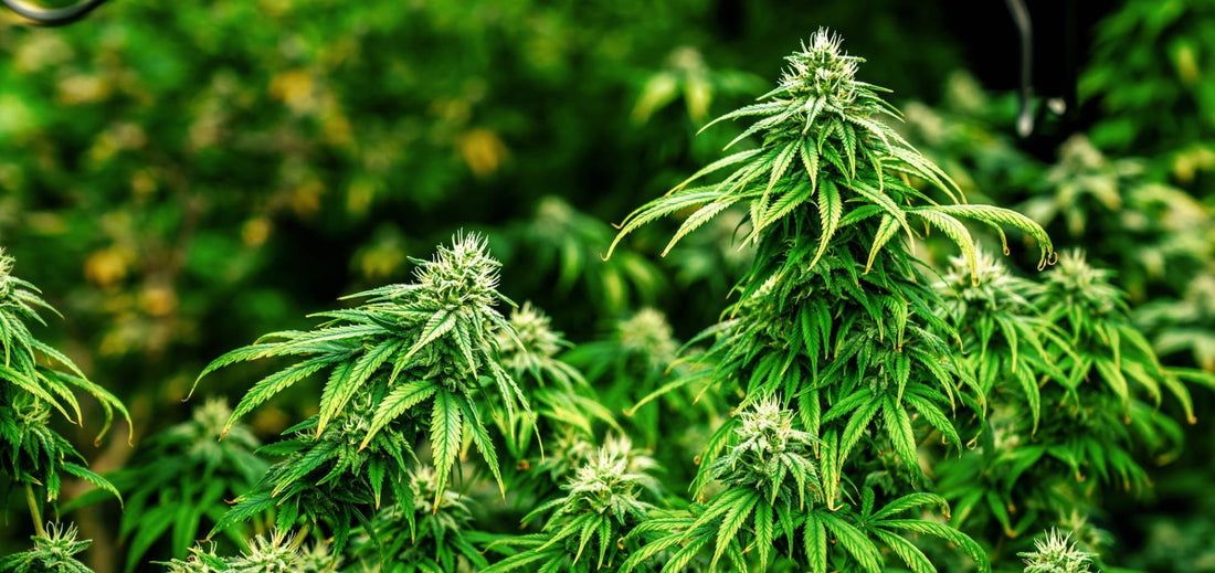 Cómo Hacer Lavado de Raíces en Hidroponía Marihuana - GrowTarraco Distribuciones SLU