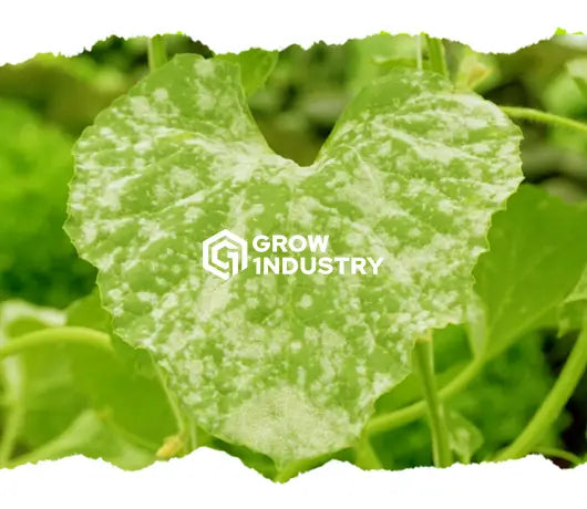¿Como eliminar el OÍDIO en tu cultivo? - GrowTarraco Distribuciones SLU