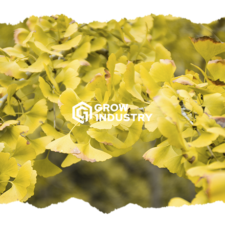 Flores Amarillas en tu cultivo y cómo solucionarlo