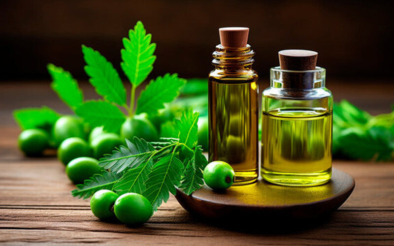 Aceite de Neem: Usos y propiedades de este insecticida natural - GrowTarraco Distribuciones SLU