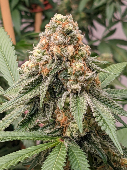 Pineapple Express: todo sobre esta variedad tropical y energética