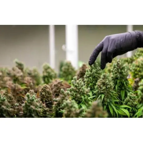 Poda Schwazzing en el Cultivo de Marihuana - GROW 1NDUSTRY