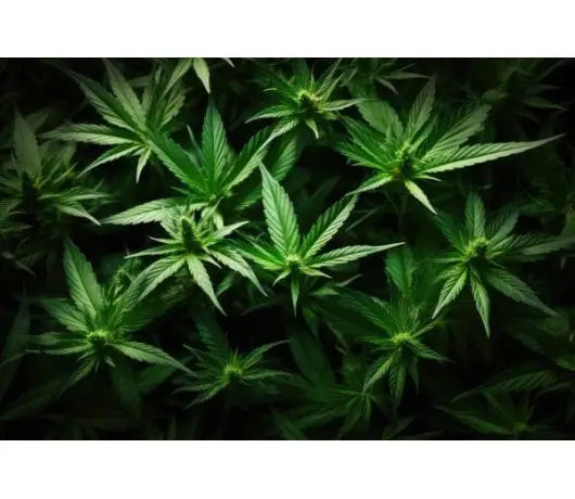 Qué es el abono de nitrógeno y cómo utilizarlo - GrowTarraco Distribuciones SLU