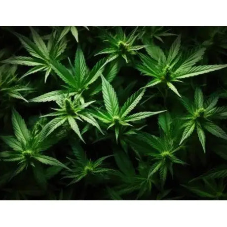 Qué es el abono de nitrógeno y cómo utilizarlo - GrowTarraco Distribuciones SLU