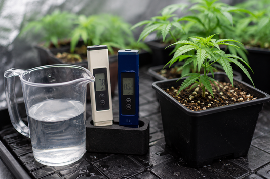 Medidores de pH y EC junto a agua de riego y planta de marihuana en cultivo indoor