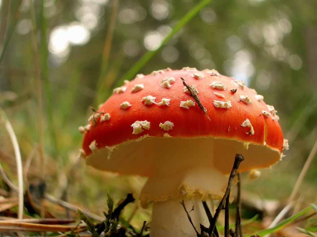 ¿Qué es la amanita muscaria y cuáles son sus efectos?
