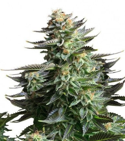 Amnesia Haze