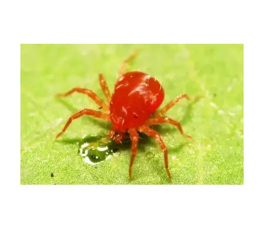 Cómo eliminar la araña roja de las plantas de cannabis - GrowTarraco Distribuciones SLU