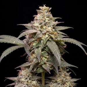 Banana Kush: todo sobre esta variedad dulce y tropical