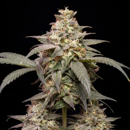 Banana Kush: todo sobre esta variedad dulce y tropical