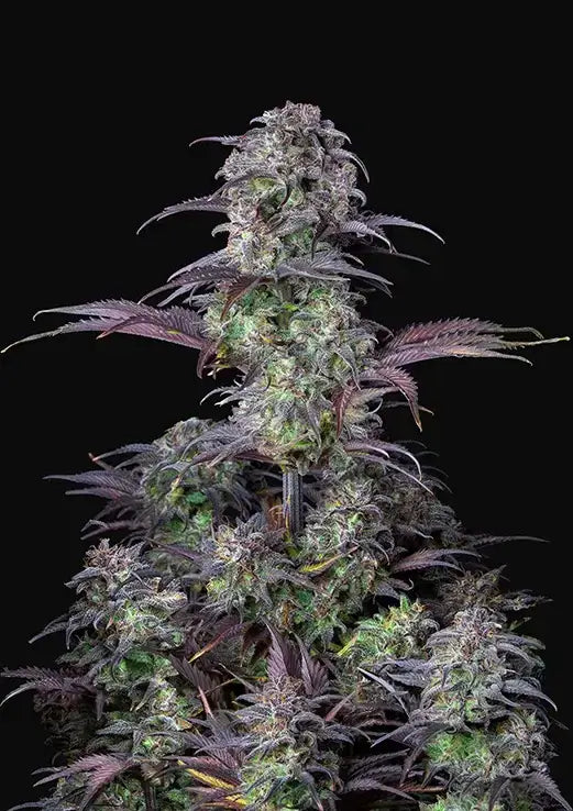 Blueberry: todo sobre esta índica dulce y afrutada