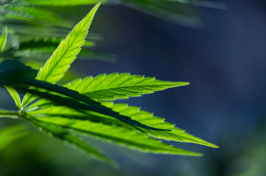 ¿Qué son las Bolitas Negras en las Plantas de Marihuana? - GrowTarraco Distribuciones SLU