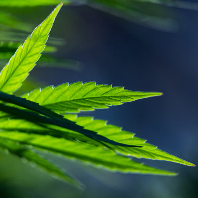 ¿Qué son las Bolitas Negras en las Plantas de Marihuana?