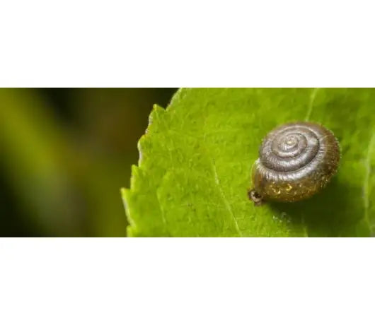 Cómo eliminar los caracoles de las plantas de marihuana - GrowTarraco Distribuciones SLU
