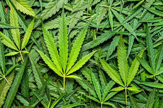 carencias marihuana