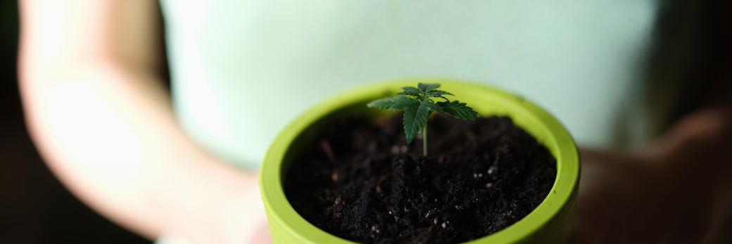 mujer sosteniendo maceta con planta de cannabis