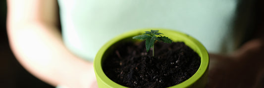 mujer sosteniendo maceta con planta de cannabis
