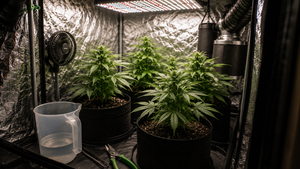 Armario de cultivo indoor de marihuana con plantas bajo luz LED, ventilación, extractor y herramientas de mantenimiento sin texto visible