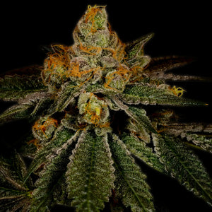 Chemdawg: todo sobre esta variedad química y legendaria