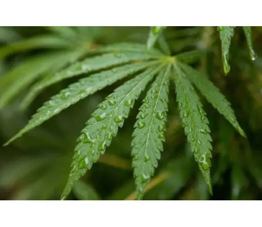 Como cultivar marihuana en climas húmedos