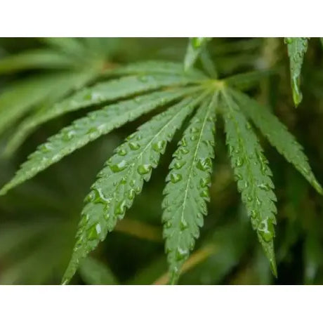 Como cultivar marihuana en climas húmedos