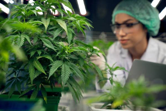 Uso del CO2 en el cultivo de la marihuana