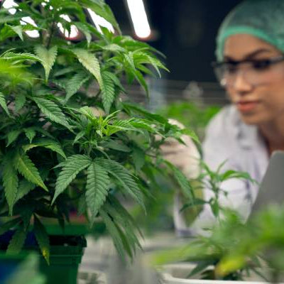 Uso del CO2 en el cultivo de la marihuana