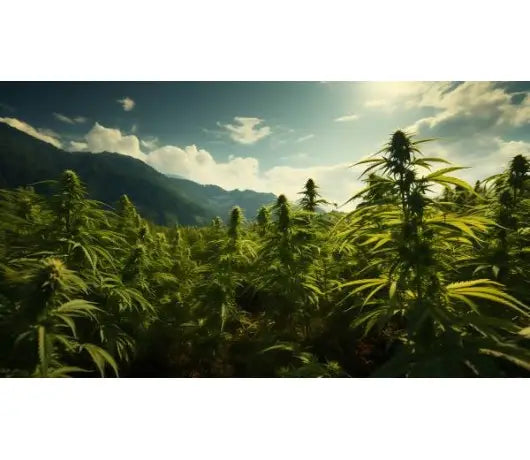 5 consejos para cultivar mariguana exterior - GrowTarraco Distribuciones SLU