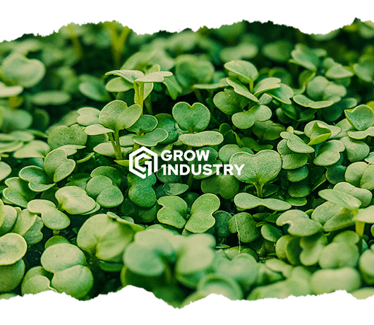 5 consejos para cultivadores principiantes - GrowTarraco Distribuciones SLU