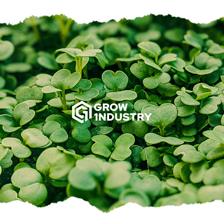 5 consejos para cultivadores principiantes - GrowTarraco Distribuciones SLU